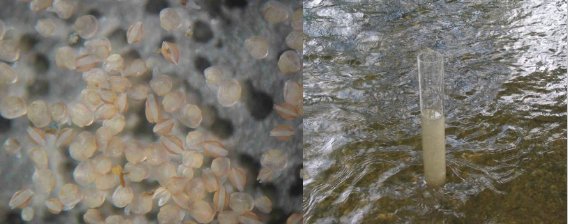 Jungmuscheln, Ausbringung mit dem Rohr