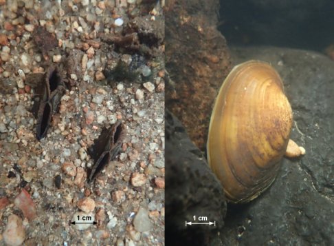 Jungmuscheln, eingegraben und auf der Oberflche